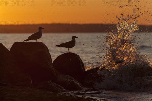 Silhouette of seagulls with surf