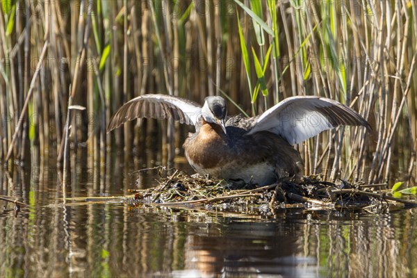 Red-necked Grebe (Podiceps grisegena)