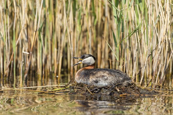 Red-necked Grebe (Podiceps grisegena)