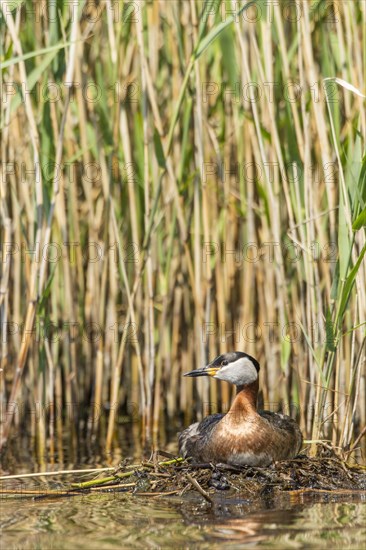 Red-necked Grebe (Podiceps grisegena)