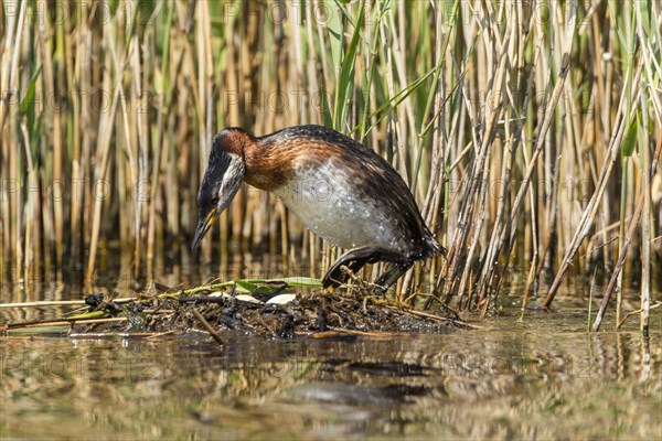 Red-necked Grebe (Podiceps grisegena)