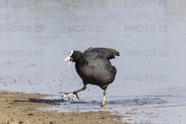 Coot (Fulica atra)