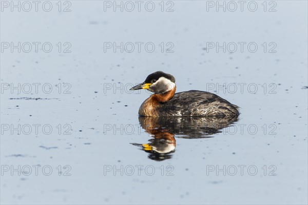 Red-necked Grebe (Podiceps grisegena)