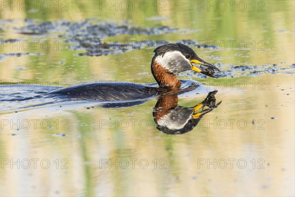 Red-necked Grebe (Podiceps grisegena)