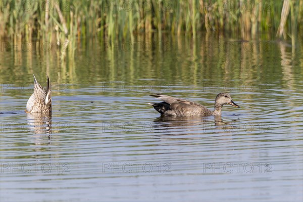 Mallards (Anas platyrhynchos)