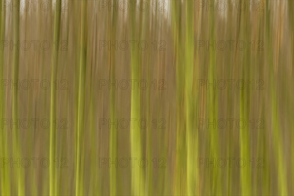 Row of trees with a blurred wipe effect