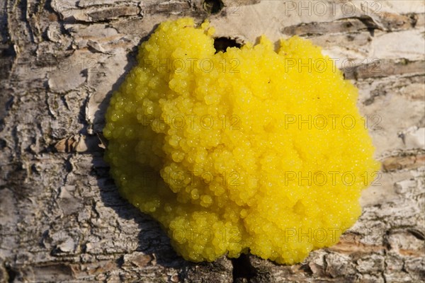 Dog Vomit Slime Mold or Scrambled Egg Slime (Fuligo septica)