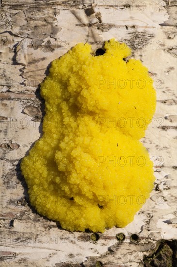 Dog Vomit Slime Mold or Scrambled Egg Slime (Fuligo septica)