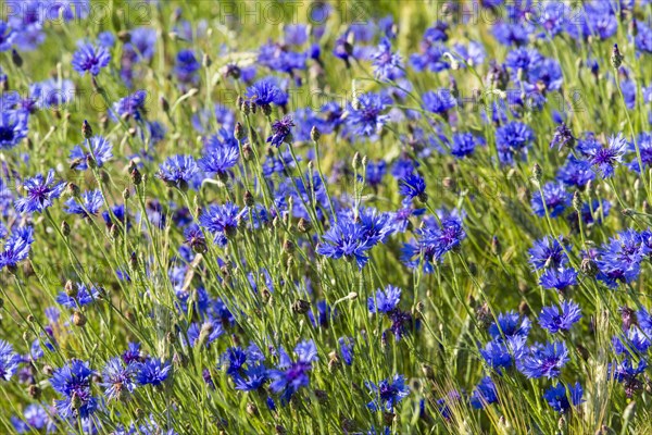 Cornflowers or Bachelor's Buttons (Centaurea cyanus)