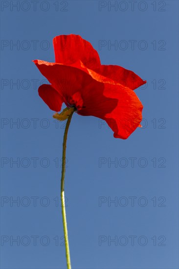 Corn Poppy (Papaver rhoeas)