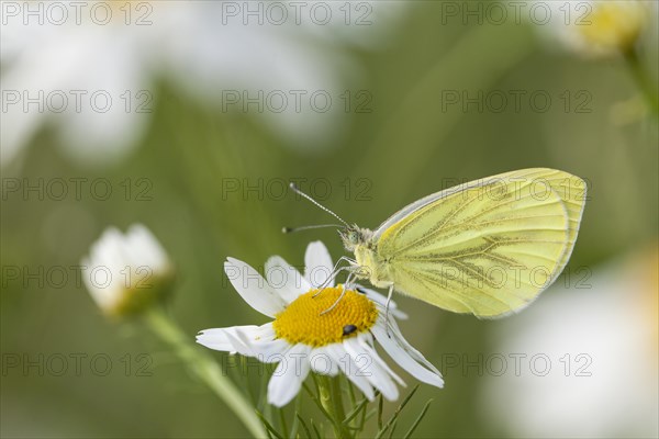 Small White (Pieris rapae) butterfly