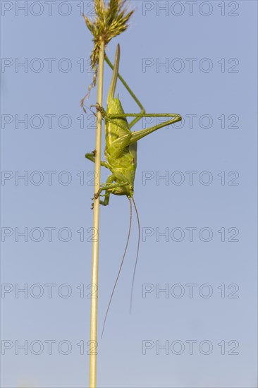 Great Green Bush-Cricket (Tettigonia viridissima)