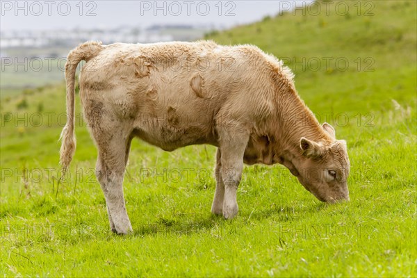 Domestic cattle