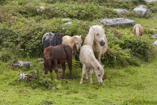 Ponies in a meadow