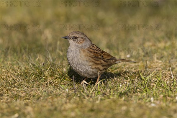 Dunnock (Prunella modularis)