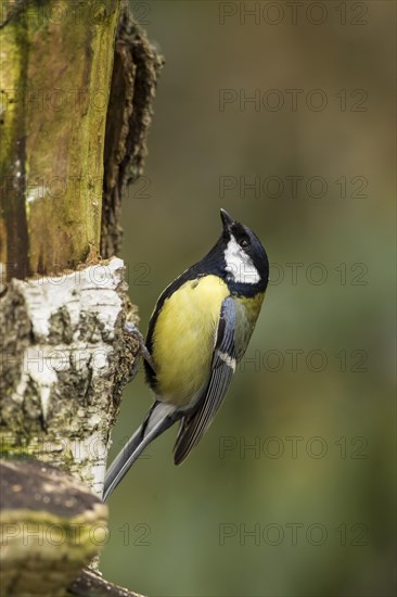 Great Tit (Parus major)