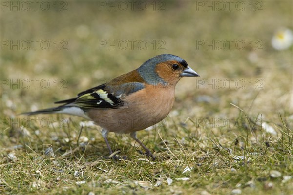 Chaffinch (Fringilla coelebs)