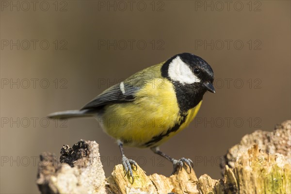 Great Tit (Parus major)