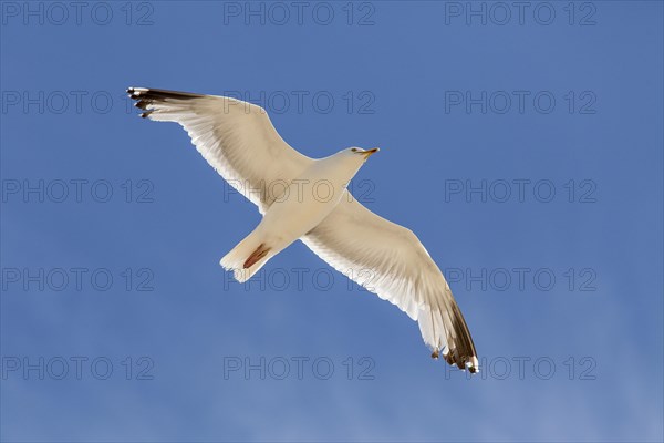 Lesser Black-backed Gull (Larus fuscus)