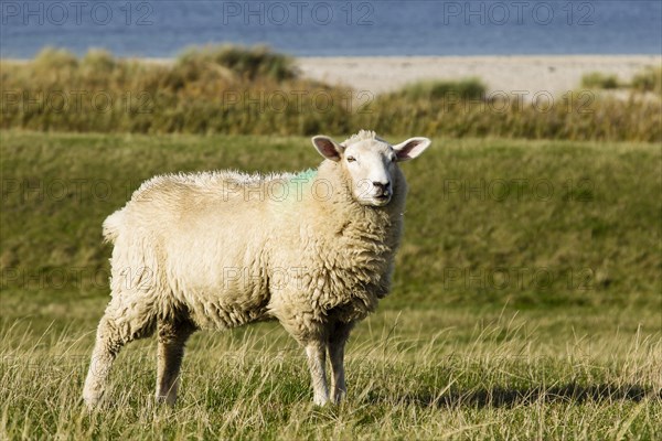 Sheep on a dyke