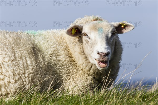 Sheep on a dyke