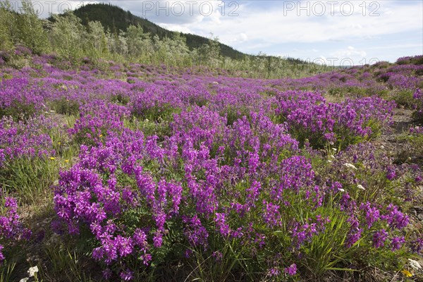 Blooming Broad-leaved willowherb (Epilobium montanum)