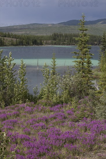 Blooming Broad-leaved willowherb (Epilobium montanum)