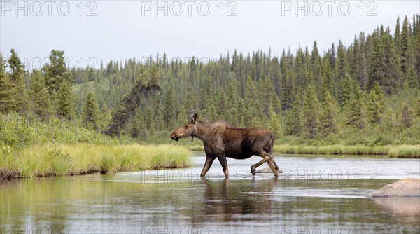 Young Moose (Alces alces)