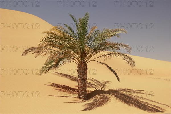 Date Palm (Phoenix)