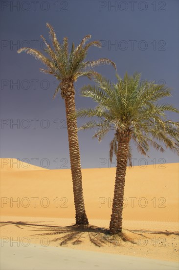 Date Palms (Phoenix)