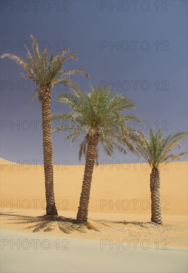 Date Palms (Phoenix)