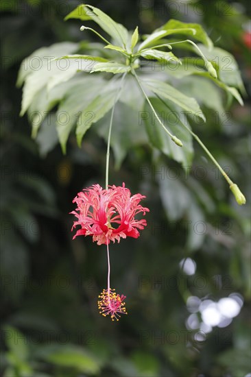 Japanese Lantern