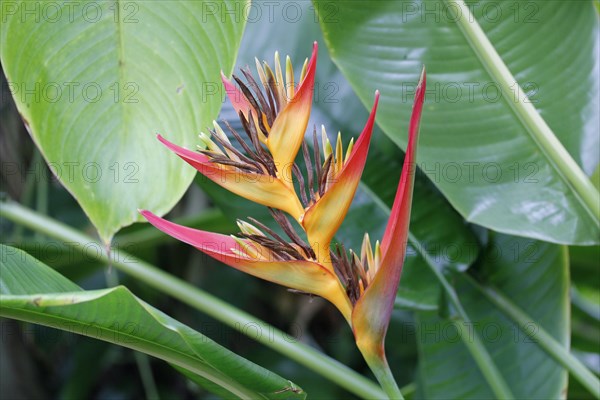 Red and yellow Lobster Claws (Heliconia aurantiaca) in a greenhouse