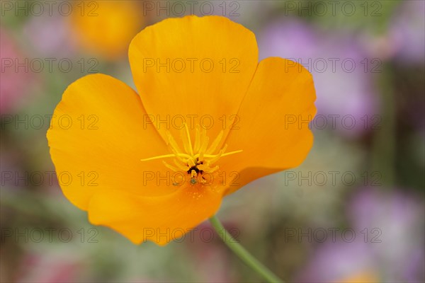 California Poppy or Cup of Gold (Eschscholzia californica) in a greenhouse