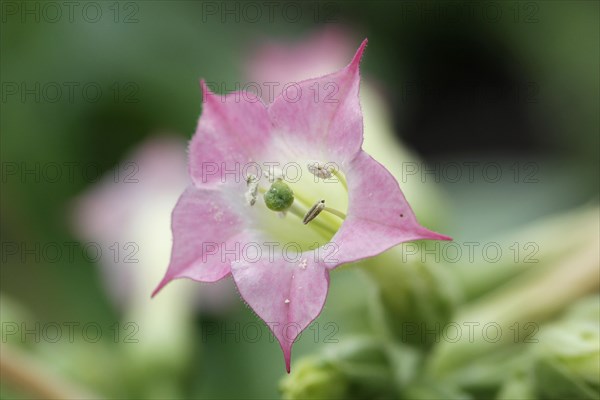 Flowering Cultivated Tobacco (Nicotiana tabakum) in a greenhouse