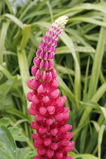 Large-leaved Lupine (Lupinus polyphyllus)