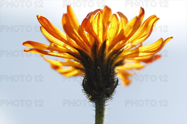 Gold Pippau (Crepis aurea)