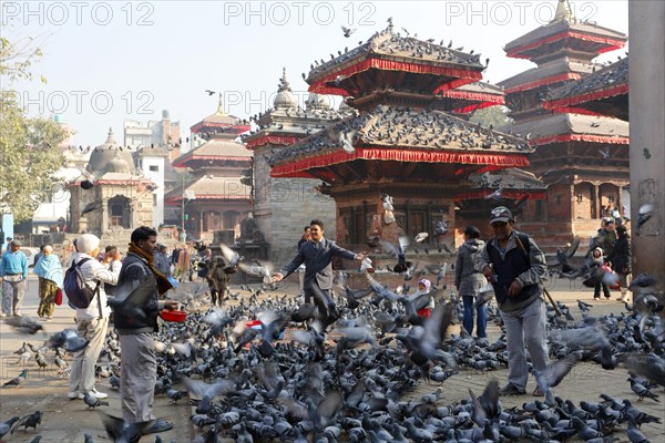 Pigeons on Durbar Square