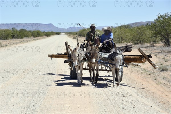 Transport of a telegraph pole on a donkey cart