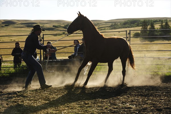 Wild horse being tamed by a cowboy in a paddock on the prairie