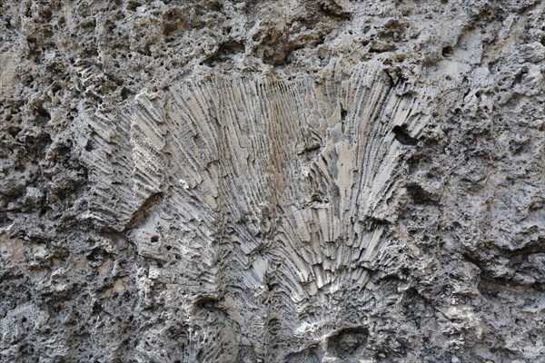 Fossil coral embedded in limestone in an old quarry