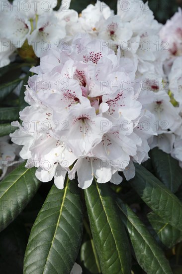 Orlando' Rhododendron rex variety (Rhododendron rex hybrid 'Orlando')