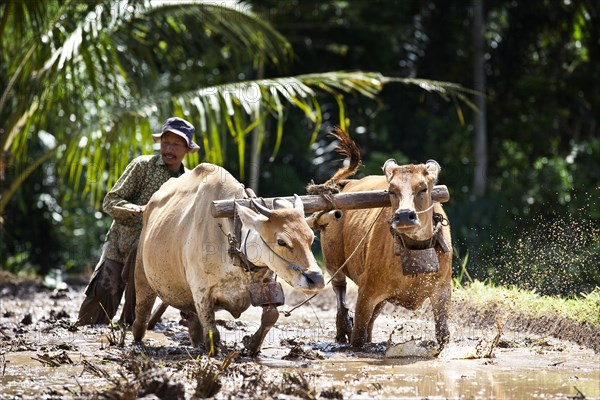Indonesian farmer plowing a rice field with oxen