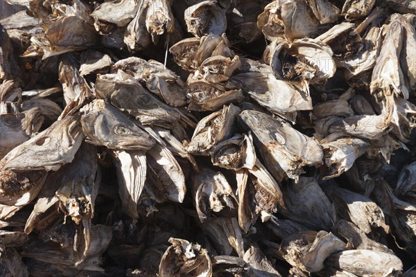 Pile of dried cod heads