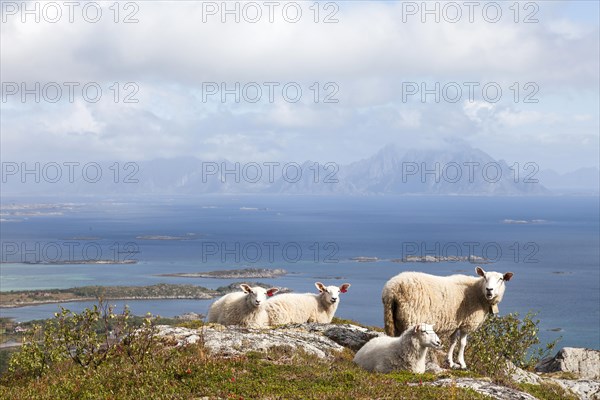 Four sheep on Vagekallen Mountain