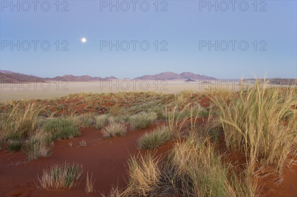 Feather Grass (Stipagrostis sp.) at the edge of the Namib Desert