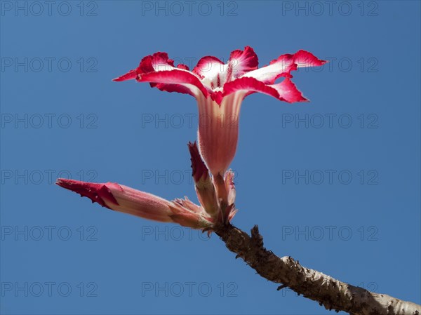 Desert Rose (Adenium multiflorum)