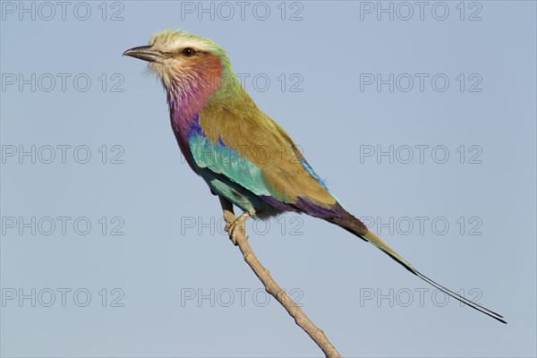 Lilac-breasted Roller (Coracias caudata)