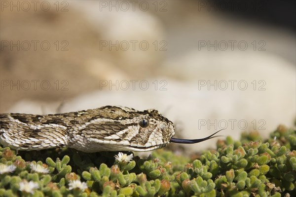 Puff Adder (Bitis arietans) on Dewflowers (Drosanthemum paxianum)