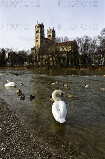 Swans and ducks on the river Isar